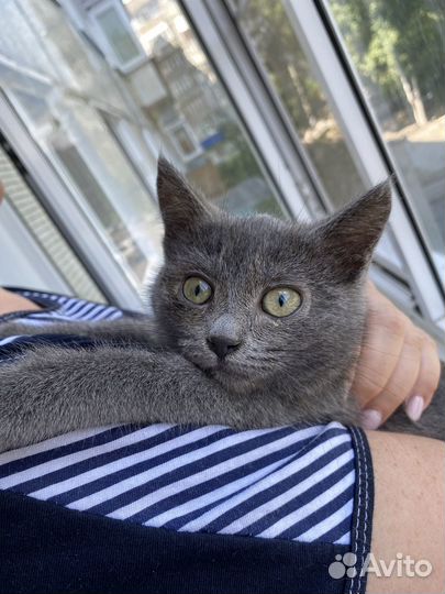 Котенок ищет дом