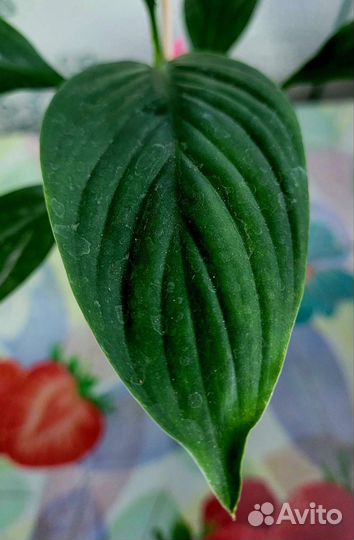 Спатифиллум сенсация