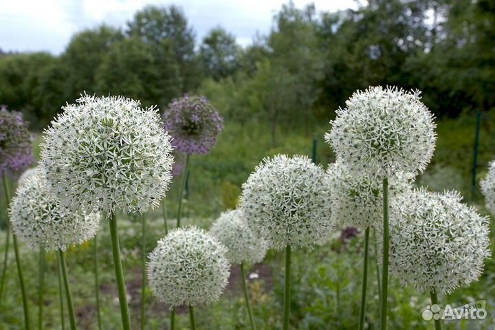 Луковицы лука декоративного Маунт Эверест (Allium