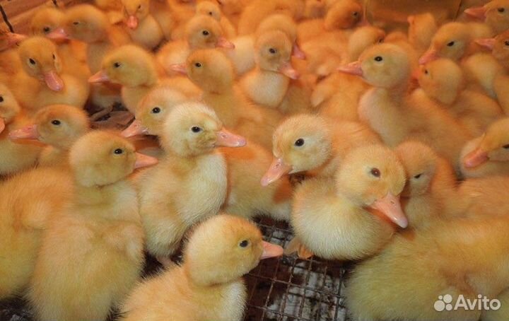 Утка Стар-53 бройлерная