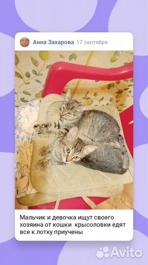 Девочка и мальчик ищут хозяина возможна доставка