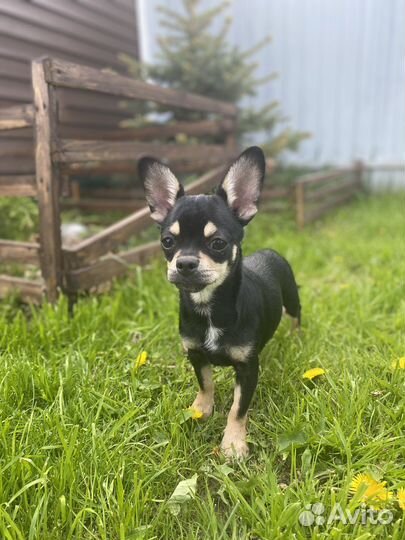 Чихуахуа 6 мес