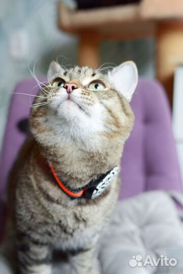 GPS для животных