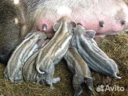 Свиньи живым весом и порсята