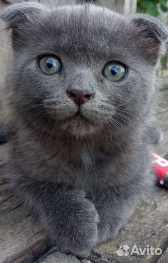 Кошечки