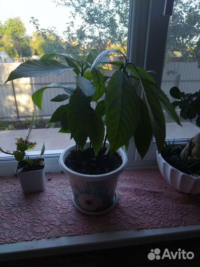 Авокадо растение