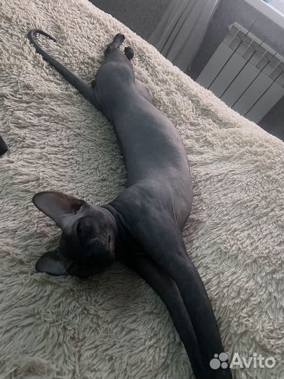 Донской сфинкс