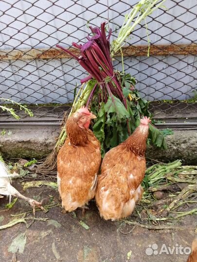 Домашние куриные яйца