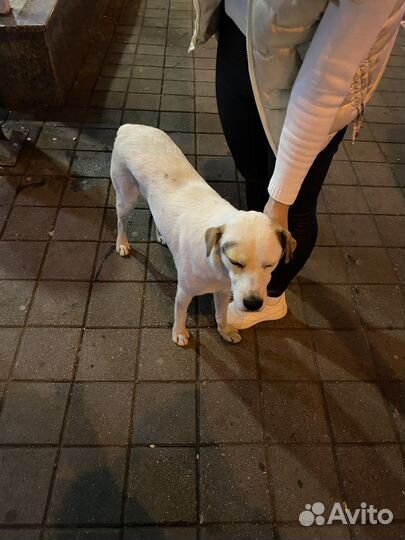 Собака в добрые руки