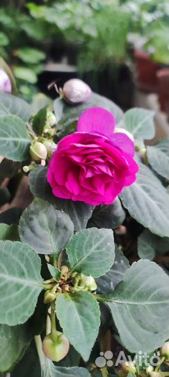 Бальзамин махровый ампельный и кустовлй