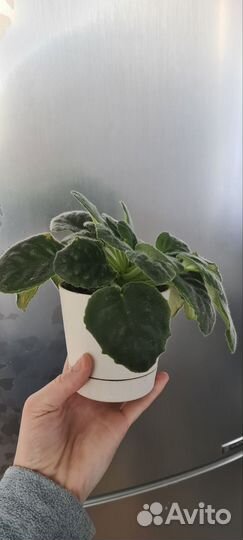 Фиалка фантазийная