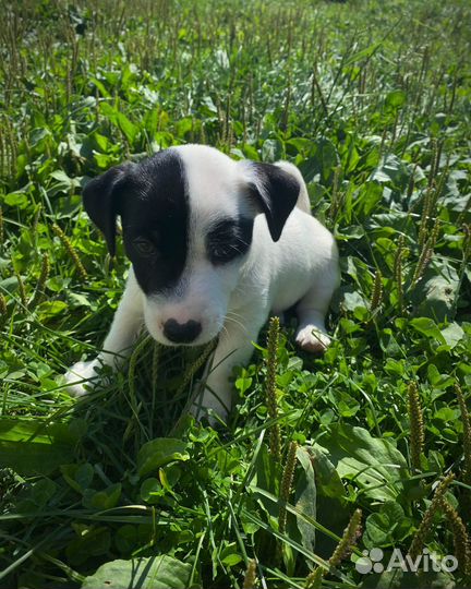 Продам щенков