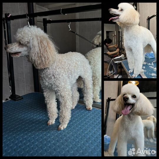 Уход за животными