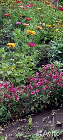 Хризантема летняя