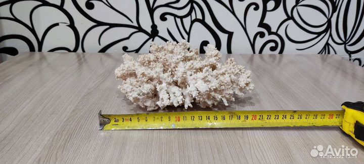 Коралл для аквариума