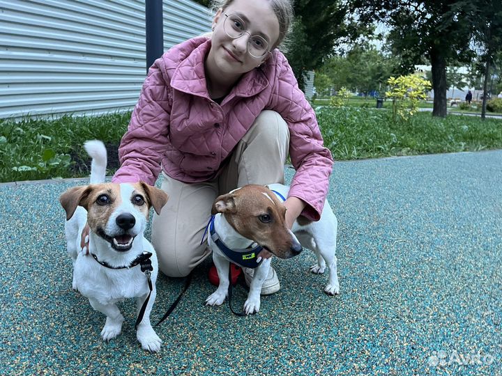 Выгул собак, зооняня, передержка собак и кошек