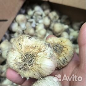 чеснок купить - Купить растения 🌱 в Краснодарском крае: цветы, саженцы,рассада