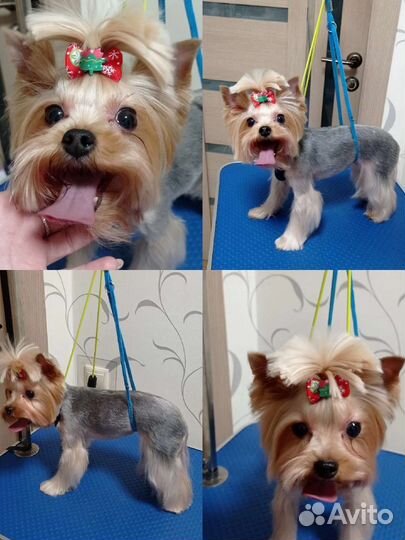 Груминг собак