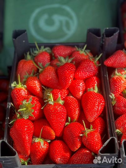 Клубника свежая, бесплатная доставка
