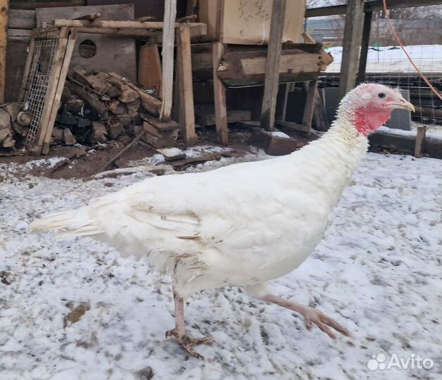 Индюшка Белая широкогрудая