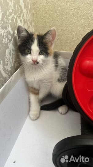 Котята бесплатно
