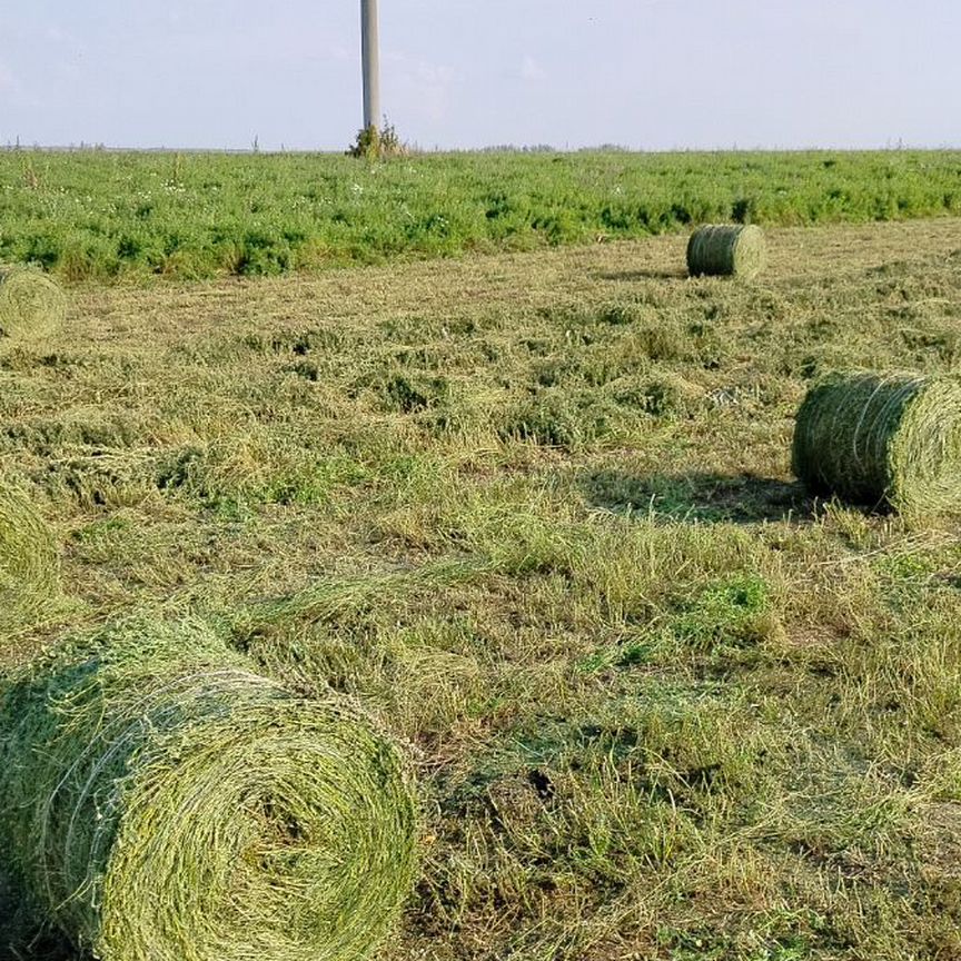 Сено люцерны в тюках