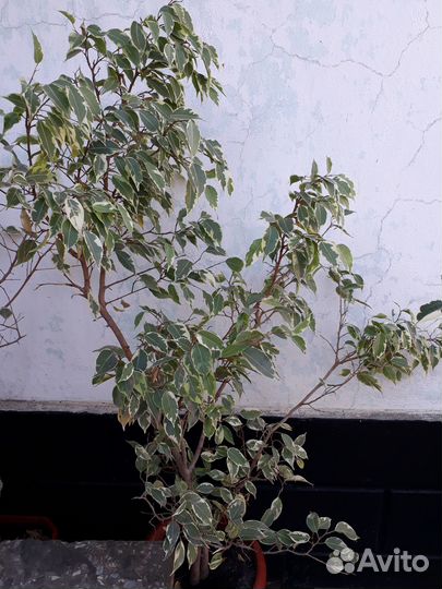 Фикус (Бенджамина)