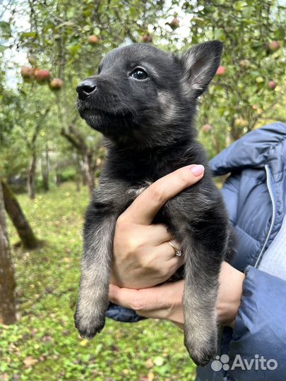 Щенок Трюфель