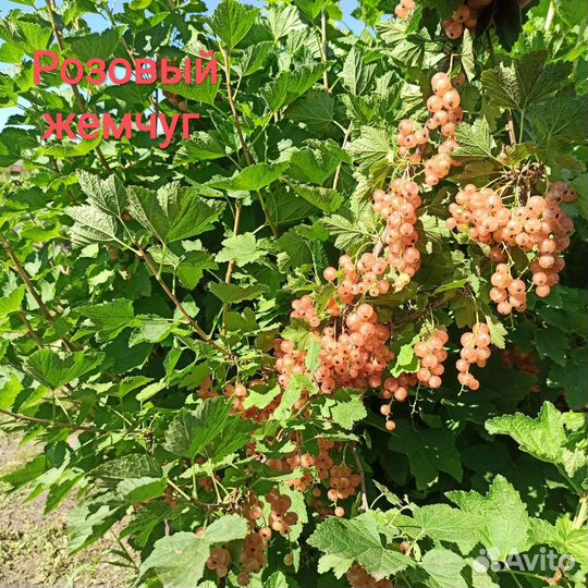 Саженцы смородины