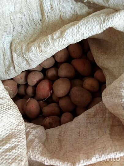Картофель мелкий