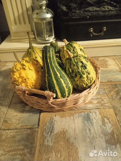 Тыква декоративная