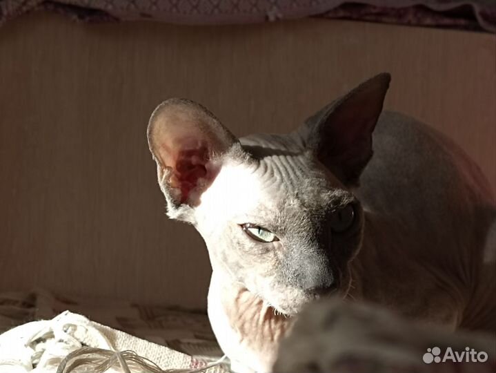 Донской сфинкс