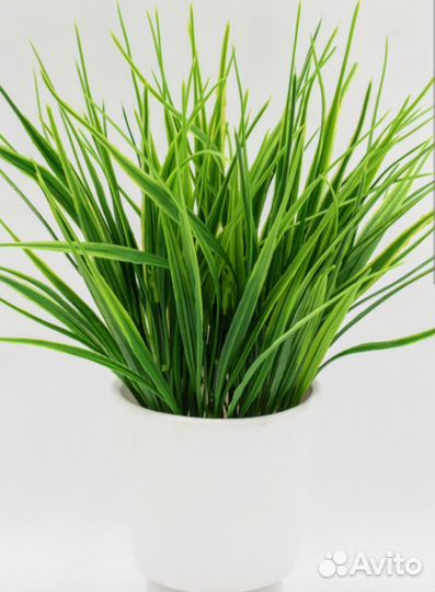 Лечебная травка для котиков