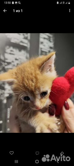 Кошка котёнок мальчик ищет дом
