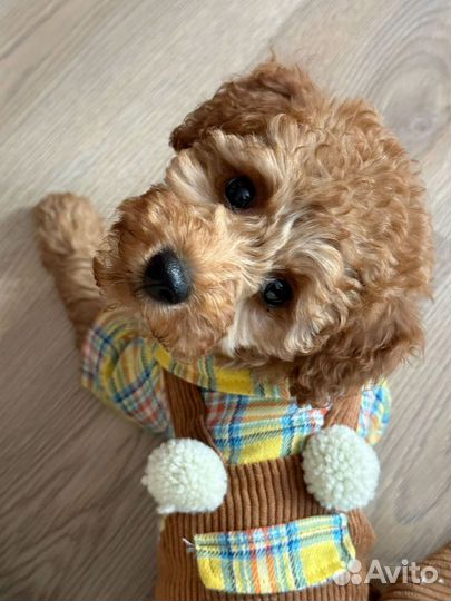 Костюм для щенков мелких пород