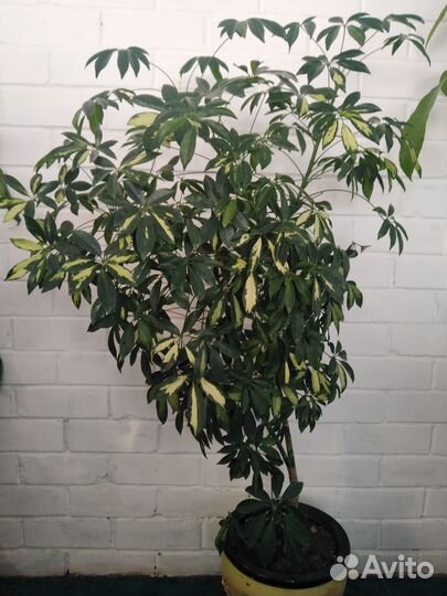 Цветы комнатные