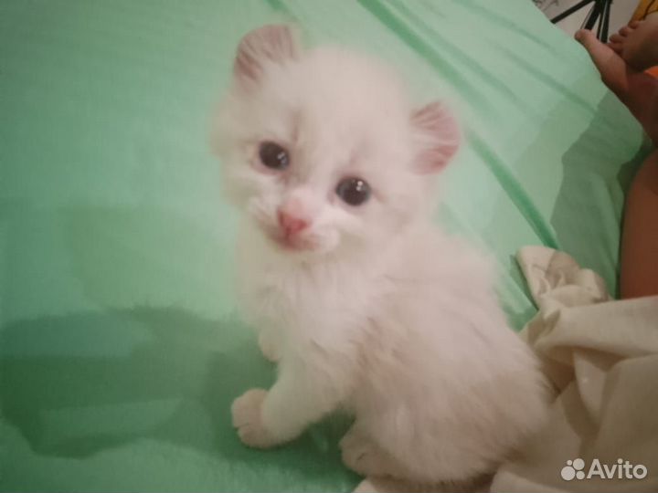 Шикарная девочка