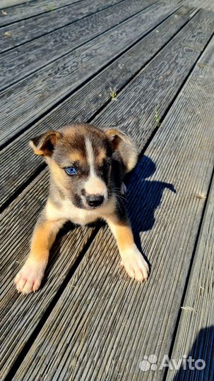 Щенки митисы