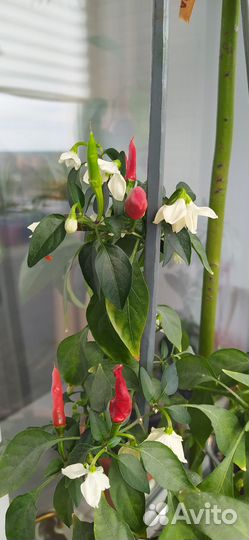 Острый перец