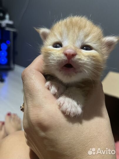 Котята мейкун