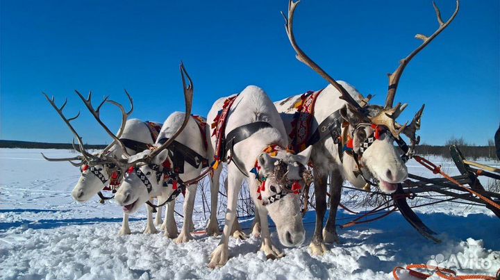 Экскурсия в Саамскую деревню