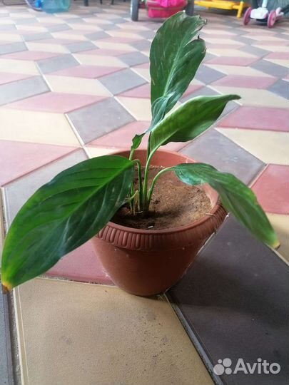 Спатифиллум женское счастье