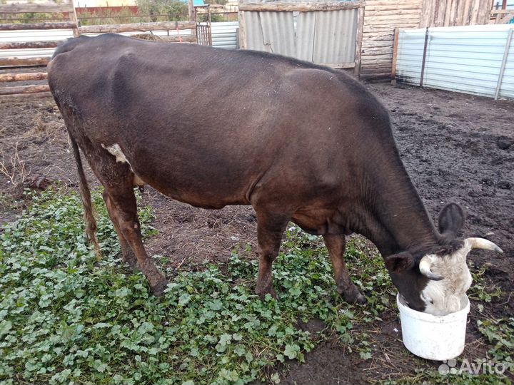 Продам корову