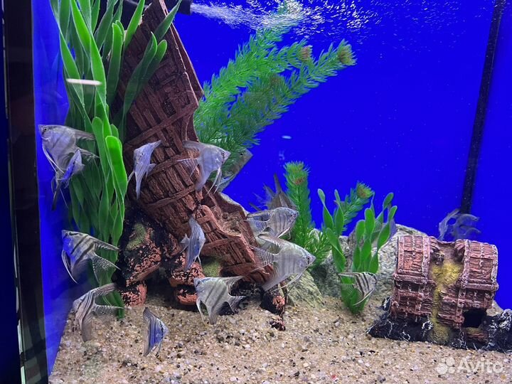 Скалярия голубая жемчужная