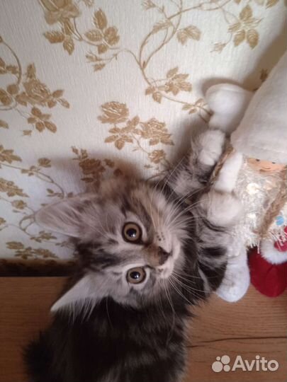 Курильский бобтейл