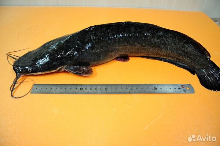 Сом африканский (мраморный, клариевый, кармут)