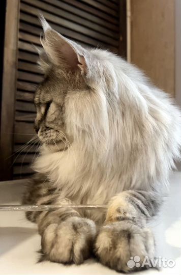 Подрощеный Роскошный мальчик (в разведение)