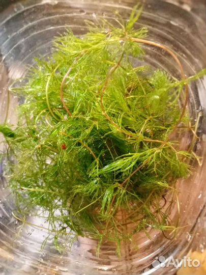 Аквариумные растения