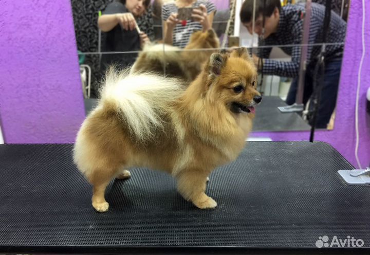 Груминг собак