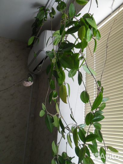 Восковой цветок хойя